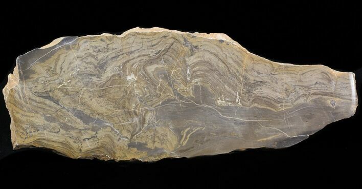 Devonian Stromatolite Slice - Orkney, Scotland #40123